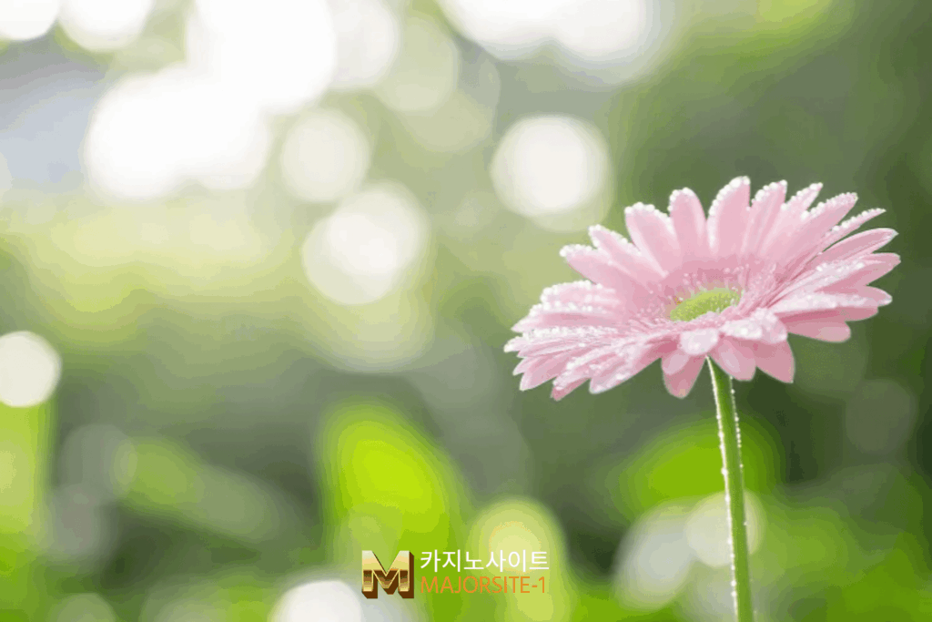 카지노사이트