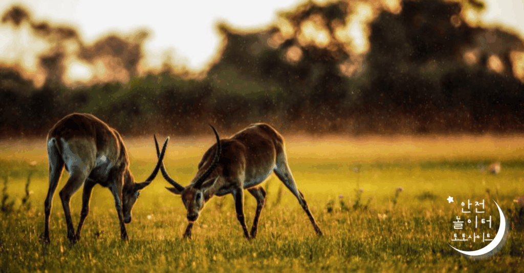 안전놀이터 보안