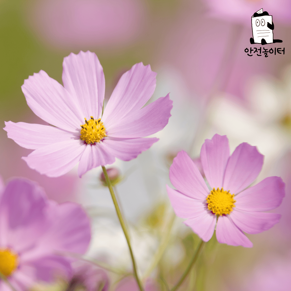 토토사이트 추천