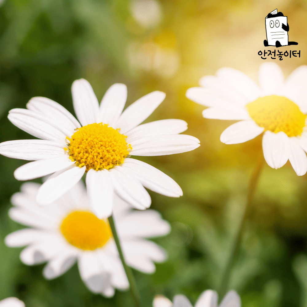 안전놀이터 배너